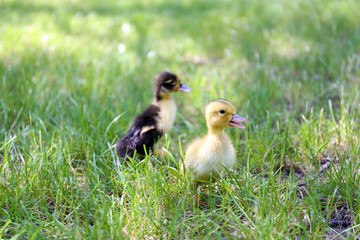 Little cute ducklings on green grass, outdoors