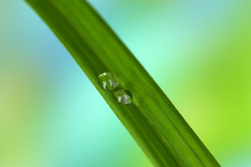Dew drop on blade of grass on bright background