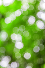 Green defocused lights useful as a background