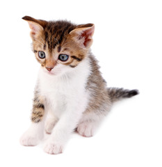 Cute little kitten, isolated on white