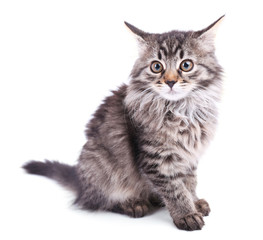 Obraz premium Beautiful kitten isolated on white