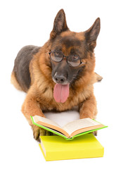 Funny cute dog with books isolated on white