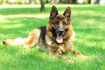Funny cute dog in park
