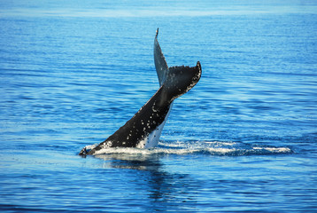 Fototapeta premium Humpback Whale in Hervey bay, Queensland (Australia)