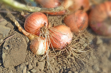 onios on the soil - details