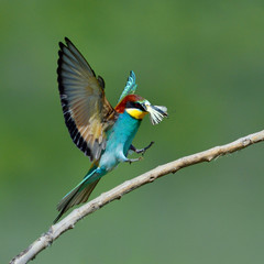 european bee-eater (Merops Apiaster) outdoor