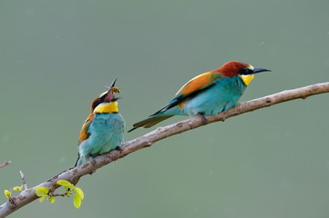 european bee-eater (Merops Apiaster) outdoor