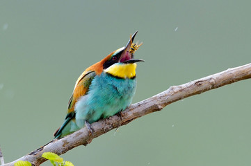 european bee-eater outdoor