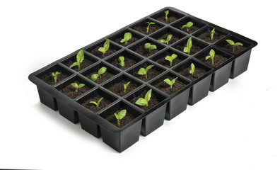seed tray on white background