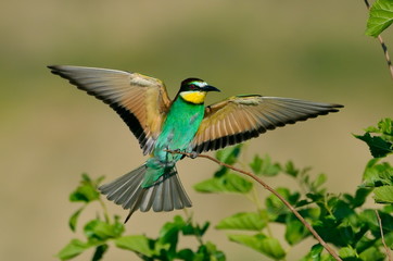 european bee-eater (Merops Apiaster) outdoor