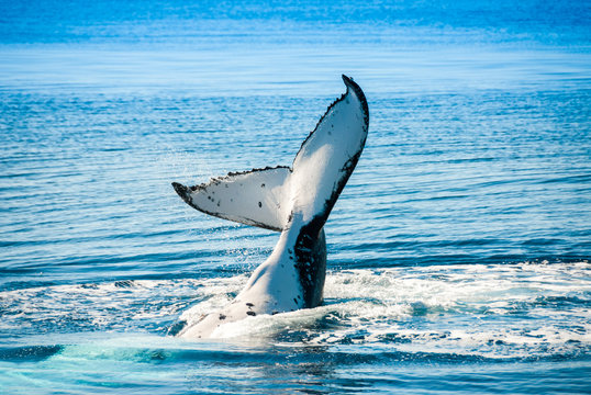 Humpback Whale in Hervey bay, Queensland (Australia)