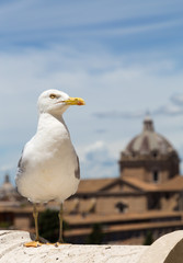 Möwe im Hintergrund Rom und blauer Himmel