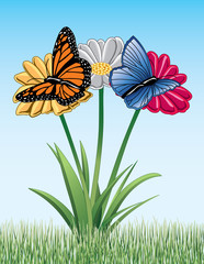 Butterflies On Daisies