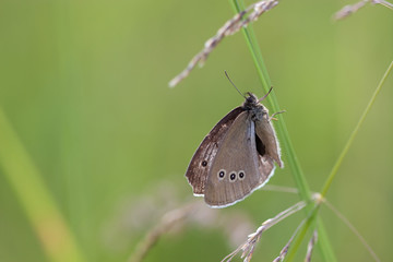 motyl  3 © Rafał Rębacz