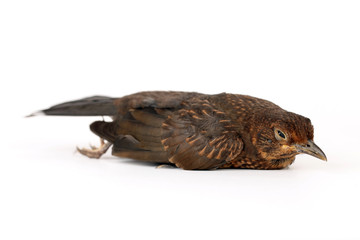 Fototapeta premium Bauchlandung