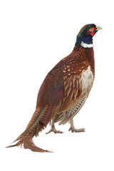 pheasant