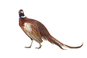 pheasant