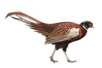 pheasant