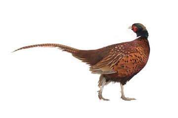 pheasant