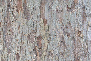 Tree bark texture wallpaper and background