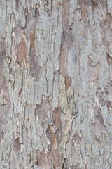 Obraz premium Tree bark texture wallpaper and background