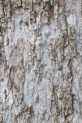 Obraz premium Tree bark texture wallpaper and background