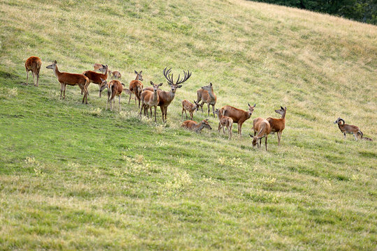 Deer whitetail and herd on a meadow in summer