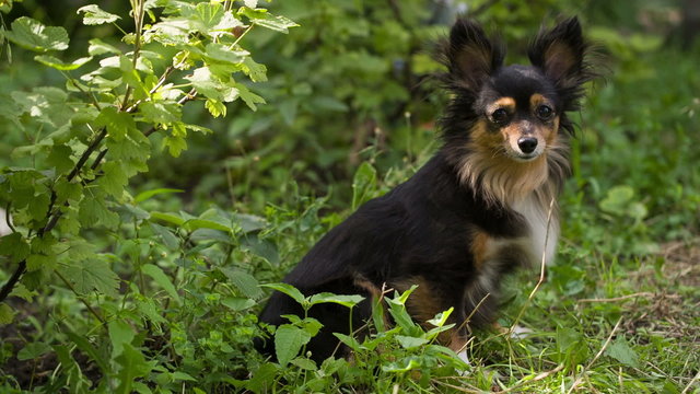 Toy Terrier in the bushes