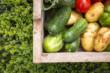organic vegetables from my garden in a wooden box.