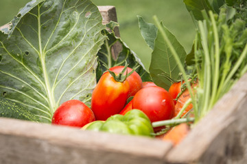 organic vegetables from my garden in a wooden box.