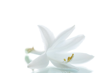 beautiful flower hosta
