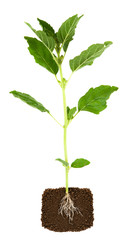 fresh basil plant with underground root visible