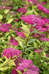 Fototapeta premium Beautiful pink blossoms with green leaves as background.
