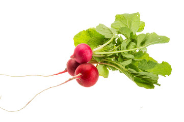 Fresh radish