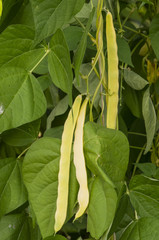 Kidney bean