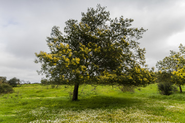 Fototapeta na wymiar View of a lonely acacia tree on a green field.