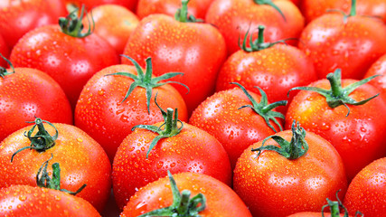 Fresh red tomato in the drops of water as a backdrop.