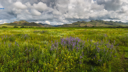 Fototapeta premium Lato.