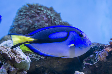 Blue Tang fish