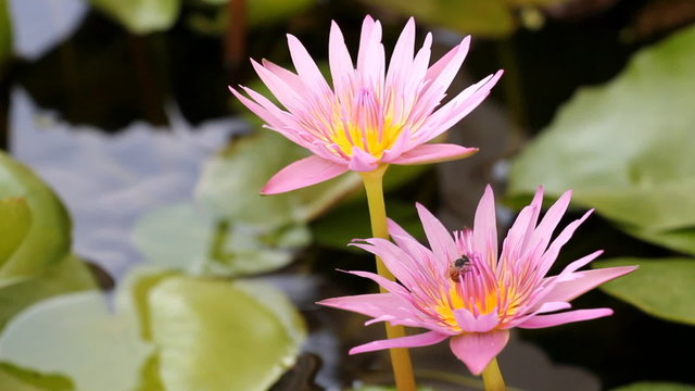Set collection montage, macro close up bee and lotus