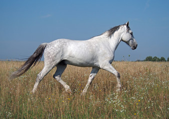 Obraz na płótnie Canvas A grey horse trots on a summer pasture
