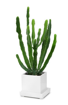 Cactus in modern white pot
