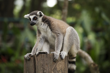 Ring-tailed lemur