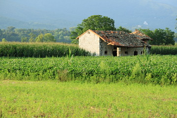 Plakat Fields and old house