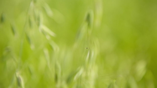 Through the Grass. HD 1080.