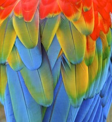 Obraz premium Macaw feather