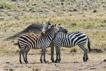 Fototapeta na wymiar Kenia-Zebra-22712