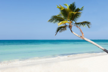 Palm Tree On Calm Beach