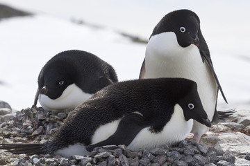 Fototapeta premium pair of Adelie penguins in on the nest next to another nest