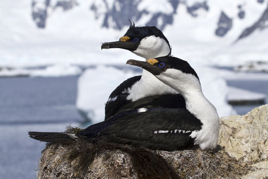pair of blue-eyed Antarctic shags sitting in the nest